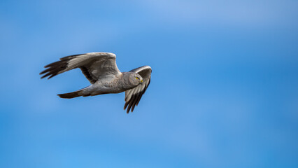 Obraz premium Northern Harrier (Circus hudsonius) hunting over a grassland.
