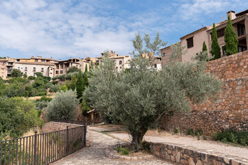 Olive tree in the cobbled streets of Alqu&eacute;zar, Huesca