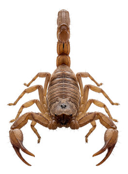 Brown desert scorpion with a hairy body and dense setae on its tail.
