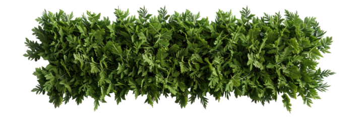 View displays a long and uniformly trimmed section of green foliage with a transparent background. Suitable for graphic designs or decoration. Perfect for various creative uses