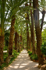 gruntowa ścieżka w egzotycznym ogrodzie z palmami, żwirowa alejka w parku, gaj palmowy w Elche, Botanical garden in Elche, Alicante, spain, path in an garden, Huerto Del Cura Botanical Garden Palm © kateej