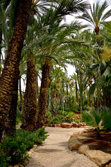 gruntowa ścieżka w egzotycznym ogrodzie z palmami, żwirowa alejka w parku, gaj palmowy w Elche, Botanical garden in Elche, Alicante, spain, path in an garden, Huerto Del Cura Botanical Garden Palm © kateej