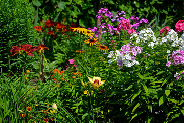 Fototapeta premium kolorowe kwiaty, piekny ogród z kolorowymi kwiatami, kompozycja rabatowa, floksy wiechowate i liliowce, Hemerocallis, Phlox paniculata, , beautiful garden, designer garden