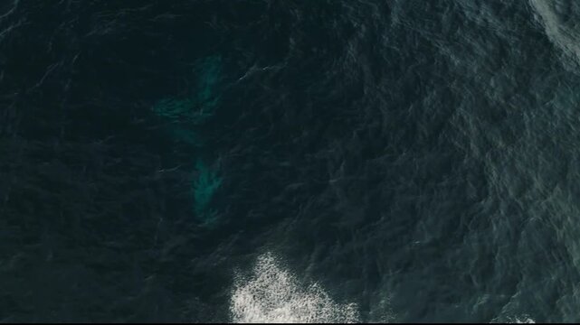 The humpback whale swimming in the sea