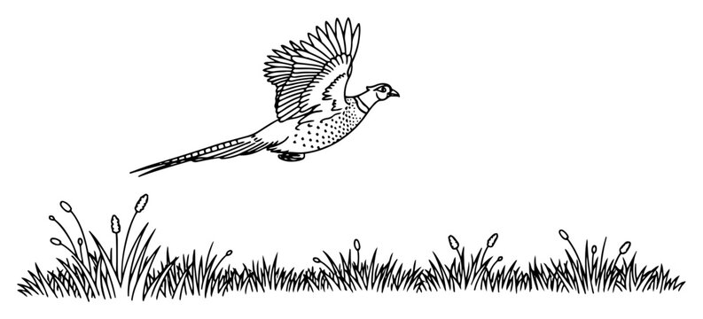 Flying pheasant bird over tall grass meadow line art vector sketch