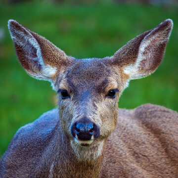 Black-tailed Deer (Odocoileus hemionus) chewing cud. Western Oregon