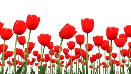 Vibrant field of red tulips isolated on transparent background