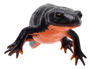 Japanese fire-bellied newt featuring black skin and a vibrant orange-red underside.