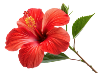 Vibrant crimson hibiscus flower with delicate, slightly ruffled petals and a prominent yellow stamen cluster, attached to a slender green stem with lush leaves,, isolated on transparent background.