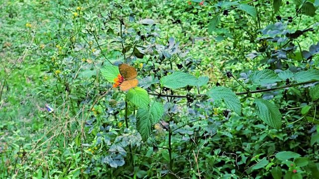 The Common Castor (Ariadne merione) butterfly is a striking reddish orange and brown butterfly often seen fluttering wings sideways near the ground and feeding on flowers like the Lantana camara.