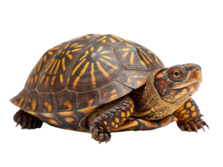 Beautifully patterned and intricately detailed eastern box turtle with a highly textured, dark brown and vibrant orange carapace, slowly extends its head and, isolated on transparent background.