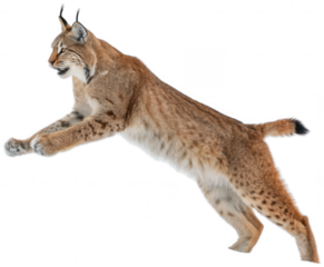 A dynamic and realistically rendered Eurasian lynx, exhibiting a tawny fur coat with subtle darker markings and piercing amber eyes, is captured mid-leap with, isolated on transparent background.