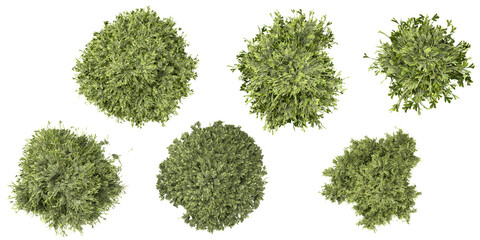 Collection of Filifera tree on transparent background from the top view