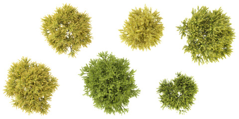 Collection of Chamaecyparis tree on transparent background from the top view