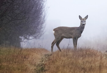 Fototapeta premium wild deer in moody foggy day