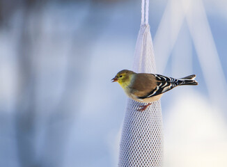 Gold Finch on a eating seed from a bird feeder