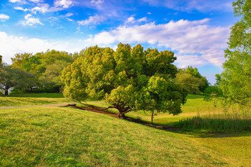 傾斜の木 © 栄治 清水