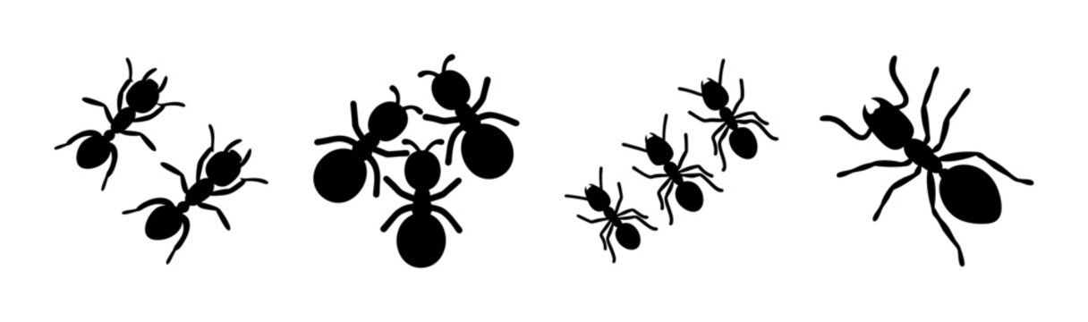 Illustration showing a group of ants in black silhouette against a white background formation together