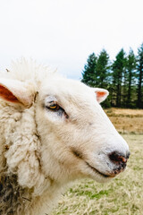 Fototapeta premium Various Sheep