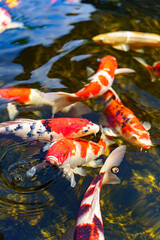 colorful koi fish feeding together in pond