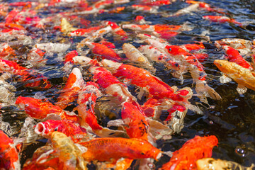 colorful koi fish feeding together in pond