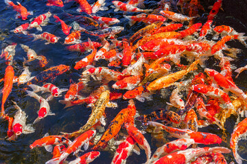 colorful koi fish feeding together in pond
