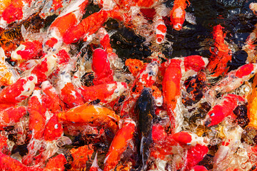 colorful koi fish feeding together in pond