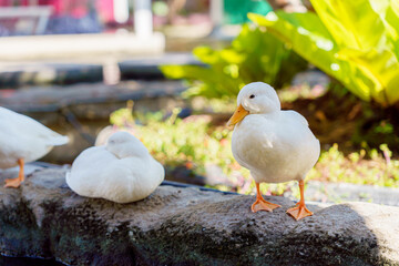 cute white duck preening feathers by the pond