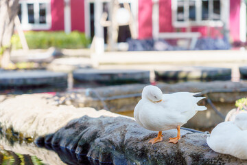 cute white duck preening feathers by the pond