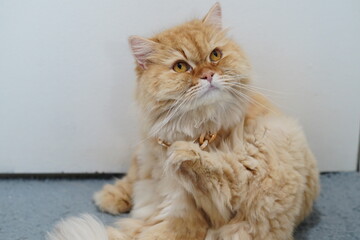 Cute fluffy ginger cat with expressive eyes and playful demeanor sitting on floor, showcasing beautifully groomed fur and charming personality