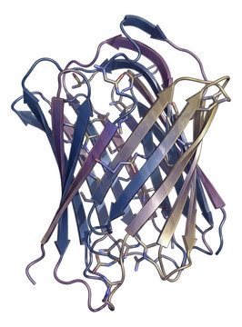 Misfolded prion protein featuring a beta-sheet structure.