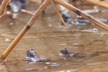 Two frogs emerge from the calm water, nestled among the tall reeds. The soft morning light captures...