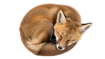 Fototapeta premium Sleeping red fox curled up isolated on transparent background PNG, cute animal with fluffy fur for design projects