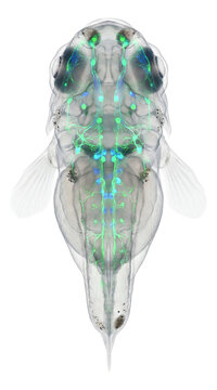 Confocal image of a zebrafish embryo highlighting neural crest cells with fluorescence.