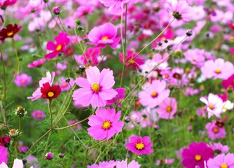 コスモス