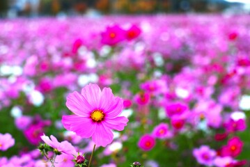 コスモス