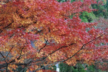 紅葉