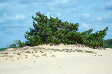 Krajobraz zielone krzewy trawy rosnące na piaszczystych wydmach na tle pięknych chmur.   © Monika