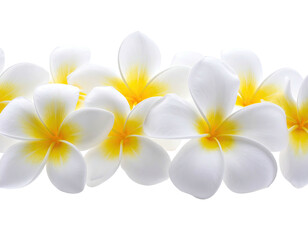 Fototapeta premium Close-up of white flowers with yellow centers in a horizontal, floral composition against black