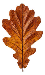 Obraz premium Autumn oak leaf displaying a blend of brown and orange shades.