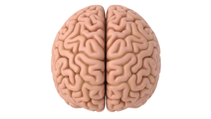 Realistic human brain PNG isolated on transparent background, anatomical model for medical education and neuroscience studies