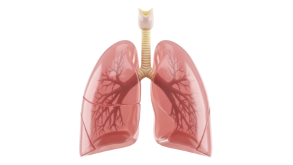 Human lungs isolated PNG on transparent background, respiratory system anatomy for medical education and healthcare concepts