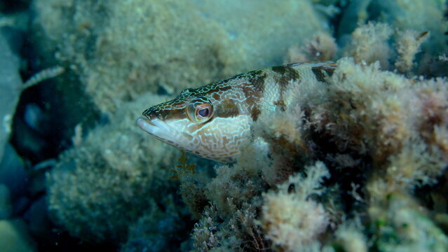 Painted comber (Serranus scriba) undersea, Ligurian Sea, Italy, Imperia