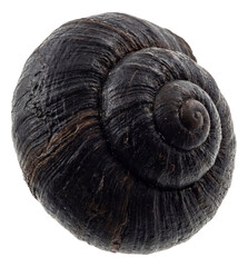 Coiled-shell snail from hydrothermal vents with a dark, iron-rich exterior.