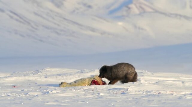 Wolverine devouring its prey on the snow