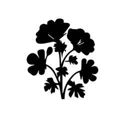 Geranium black and white rose
