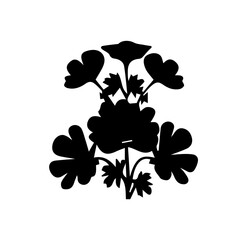 Geranium black and white rose