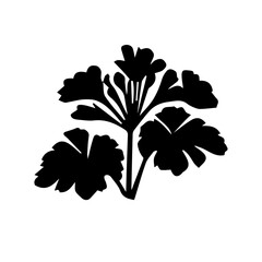 Geranium black and white rose