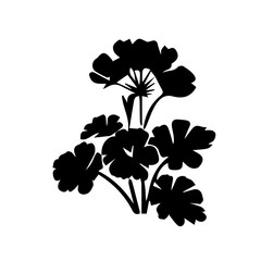 Geranium black and white rose