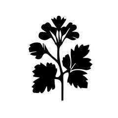 Geranium black and white rose